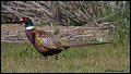 _2SB6904 ring-necked pheasant drake
